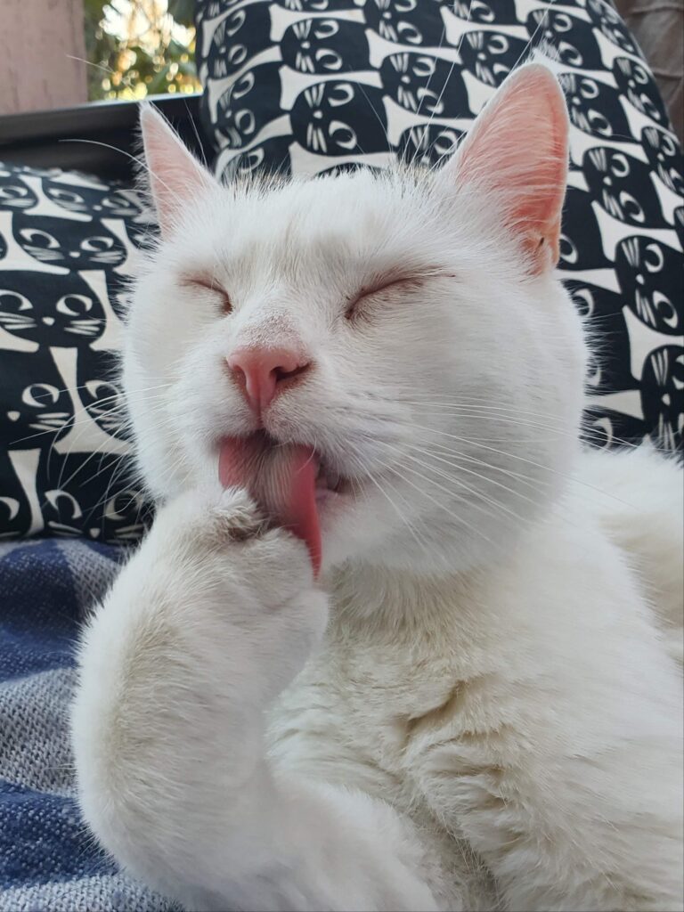 Biały kot myjący się po kolacji podczas wizyty Petsitter Ogonek.