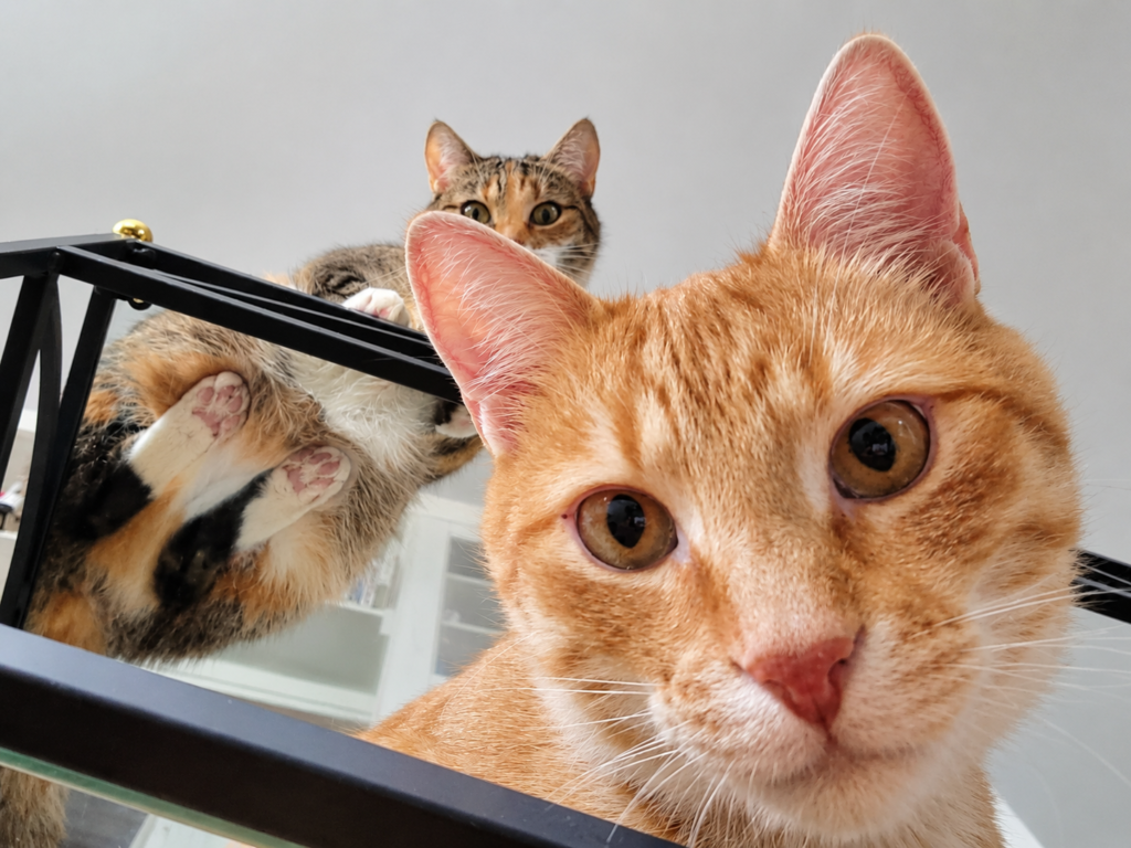 Koty pod opieką Petsitter Ogonek Dwa koty podczas wizyty petsittera w domu