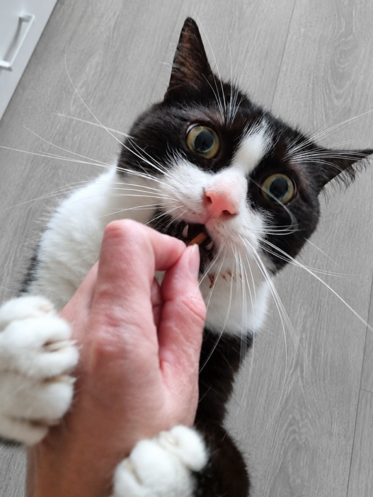 Kot jedzący smaczka z ręki kociej cioci Petsitter Ogonek